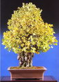 Maidenhair tree
